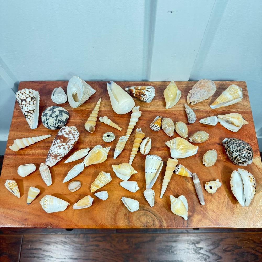 Natural Sea Shell Collection Assorted Lot Cone Cowrie Auger Specimen Decor 51 Pc - Picture 2 of 13